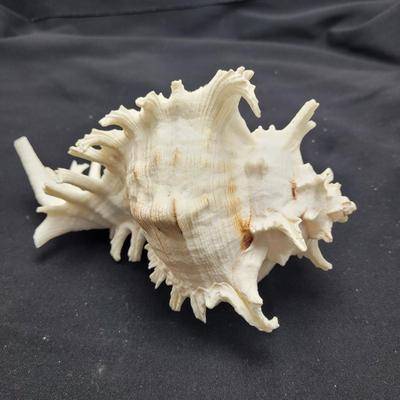 Large Variety of Murex Shells (D-EL)