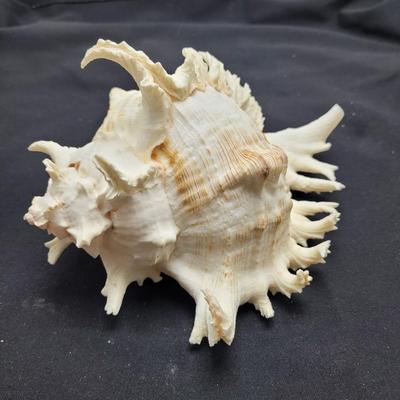 Large Variety of Murex Shells (D-EL)