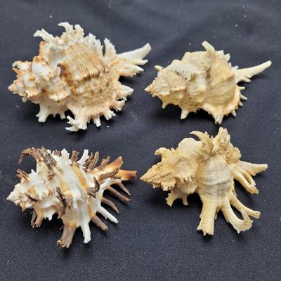 Large Variety of Murex Shells (D-EL)