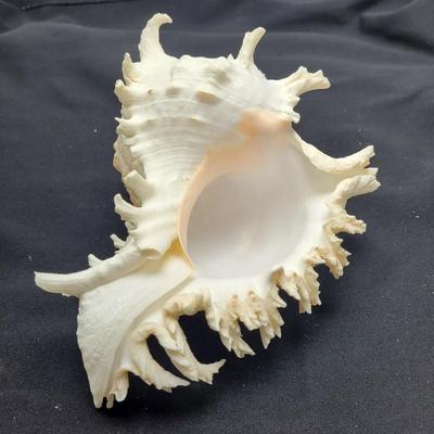 Large Variety of Murex Shells (D-EL)