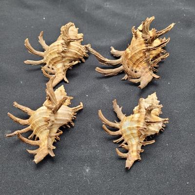 Large Variety of Murex Shells (D-EL)