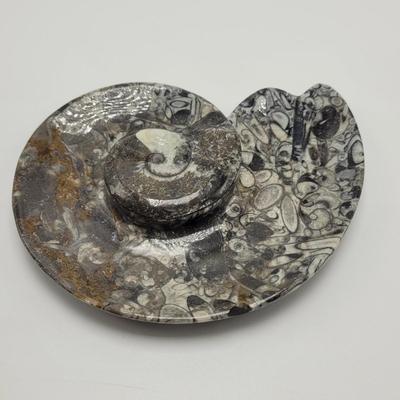 Orthoceras Fossils (D-EL)