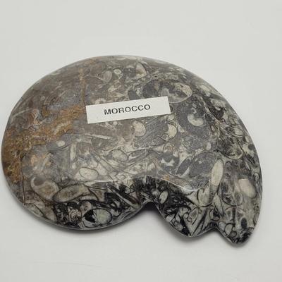 Orthoceras Fossils (D-EL)