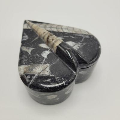 Orthoceras Fossils (D-EL)