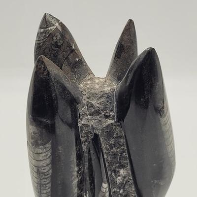 Orthoceras Fossils (D-EL)