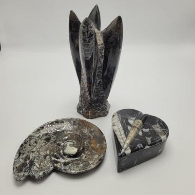 Orthoceras Fossils (D-EL)