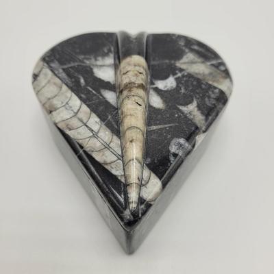 Orthoceras Fossils (D-EL)