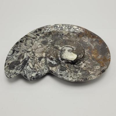 Orthoceras Fossils (D-EL)