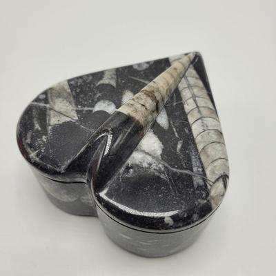 Orthoceras Fossils (D-EL)