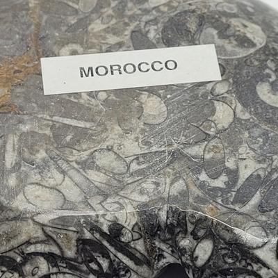 Orthoceras Fossils (D-EL)