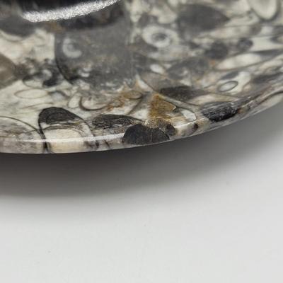 Orthoceras Fossils (D-EL)