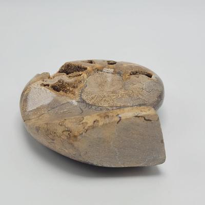 Polished and Split Ammonite (D-EL)