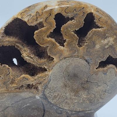 Polished and Split Ammonite (D-EL)