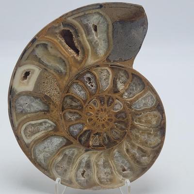 Polished and Split Ammonite (D-EL)