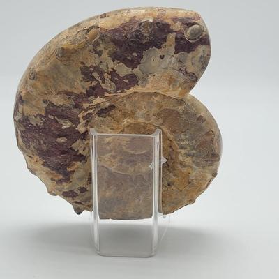Polished and Split Ammonite (D-EL)