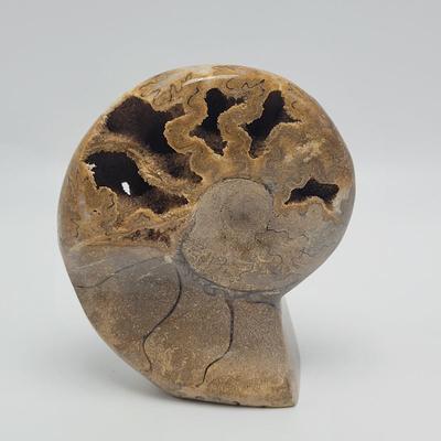 Polished and Split Ammonite (D-EL)