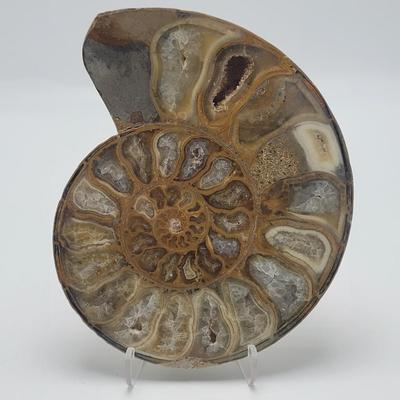 Polished and Split Ammonite (D-EL)