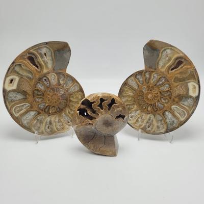 Polished and Split Ammonite (D-EL)