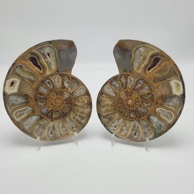 Polished and Split Ammonite (D-EL)