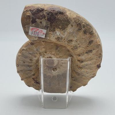Polished and Split Ammonite (D-EL)