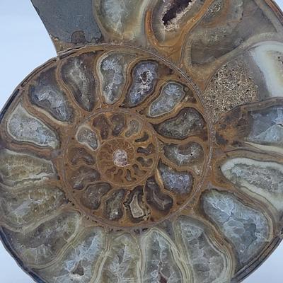 Polished and Split Ammonite (D-EL)