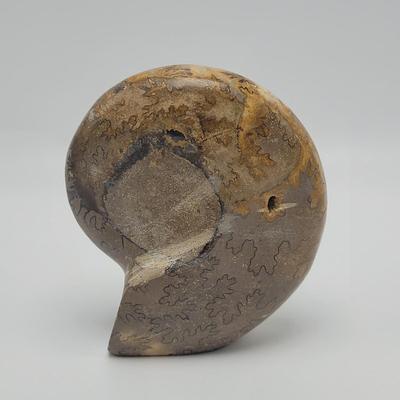 Polished and Split Ammonite (D-EL)
