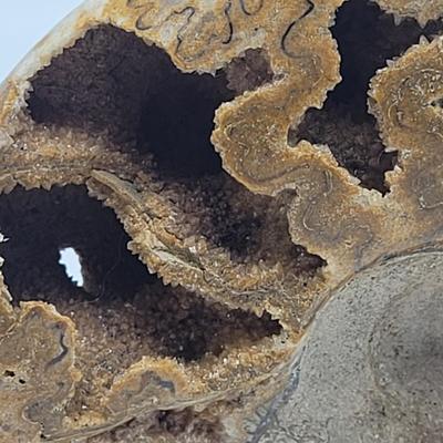 Polished and Split Ammonite (D-EL)