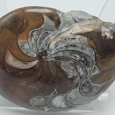 Three Polished Ammonite Fossils (D-EL)