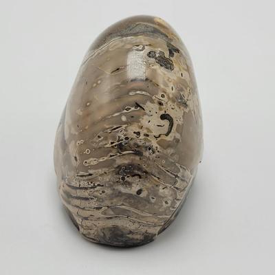 Three Polished Ammonite Fossils (D-EL)