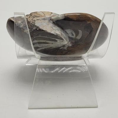 Three Polished Ammonite Fossils (D-EL)