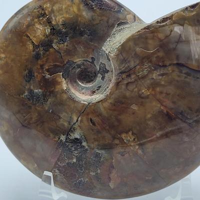 Three Polished Ammonite Fossils (D-EL)