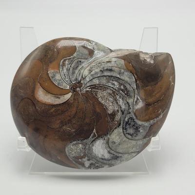 Three Polished Ammonite Fossils (D-EL)