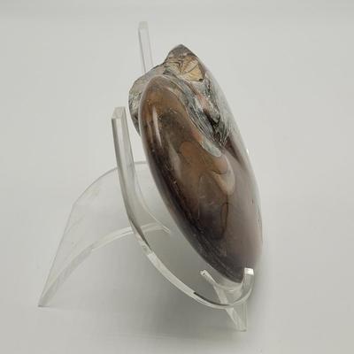 Three Polished Ammonite Fossils (D-EL)