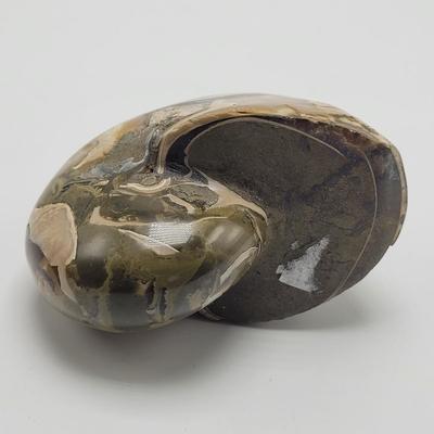 Three Polished Ammonite Fossils (D-EL)