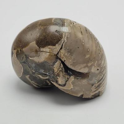 Three Polished Ammonite Fossils (D-EL)