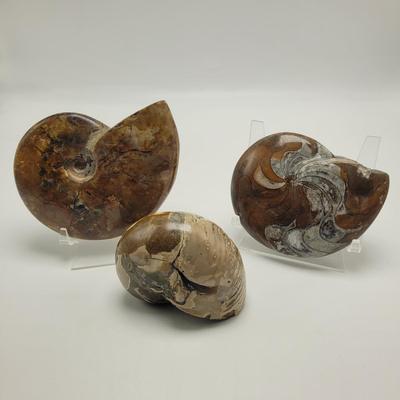 Three Polished Ammonite Fossils (D-EL)