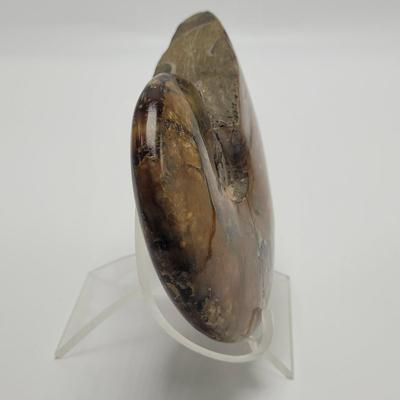 Three Polished Ammonite Fossils (D-EL)