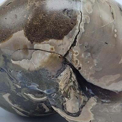 Three Polished Ammonite Fossils (D-EL)