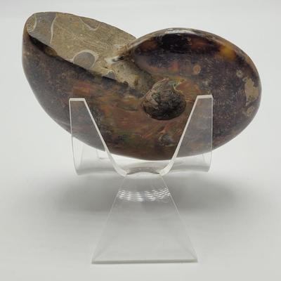 Three Polished Ammonite Fossils (D-EL)