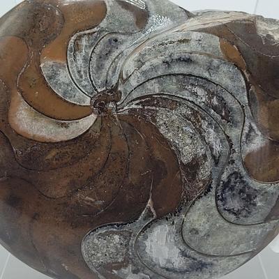 Three Polished Ammonite Fossils (D-EL)