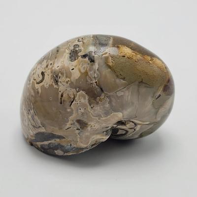 Three Polished Ammonite Fossils (D-EL)