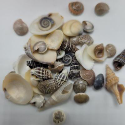 Large Collection of Shells and Shell Books (D-EL)