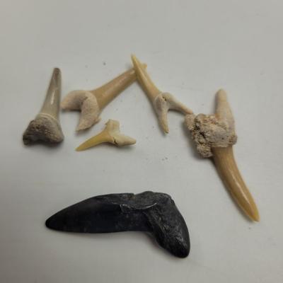 Large Collection of Shells and Shell Books (D-EL)