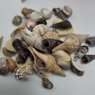 Large Collection of Shells and Shell Books (D-EL)