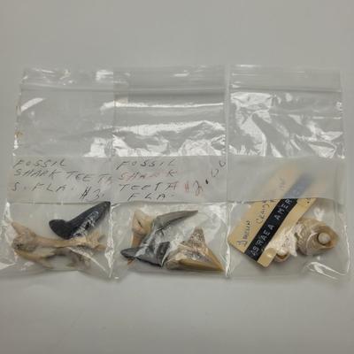 Large Collection of Shells and Shell Books (D-EL)