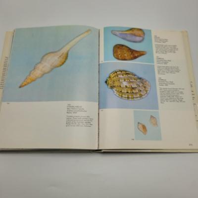 Large Collection of Shells and Shell Books (D-EL)