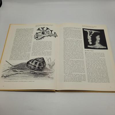 Large Collection of Shells and Shell Books (D-EL)