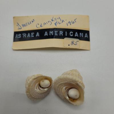 Large Collection of Shells and Shell Books (D-EL)