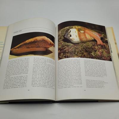 Large Collection of Shells and Shell Books (D-EL)