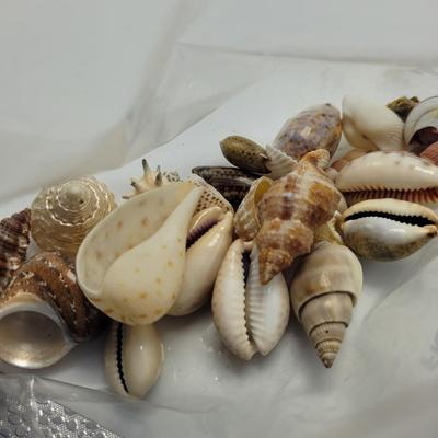 Large Collection of Shells and Shell Books (D-EL)